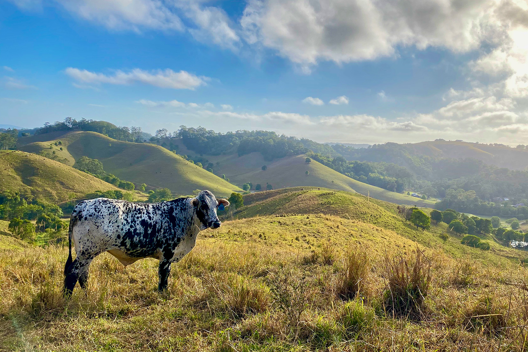Noosa Biosphere Trails