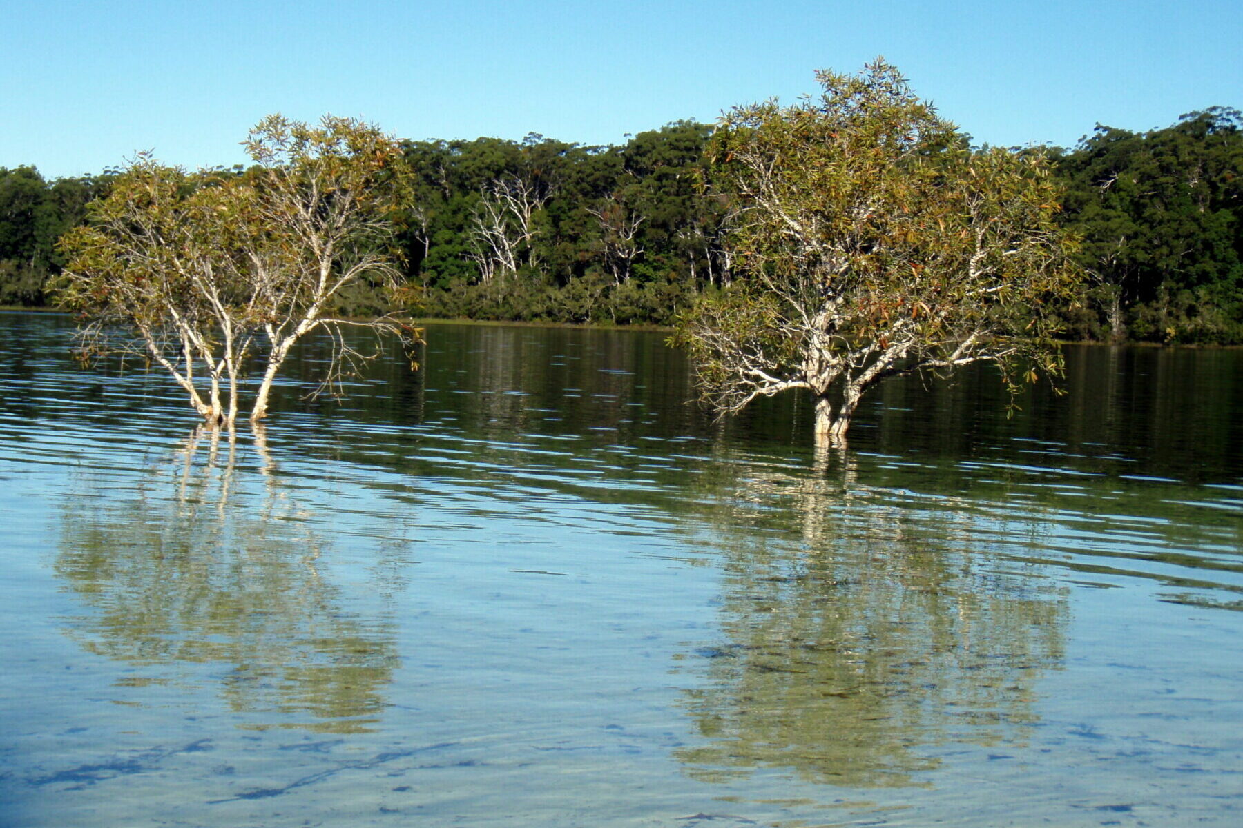 Bushwalking K'gari Indigenous-led biosecurity strategy aims to save K'gari's World Heritage status