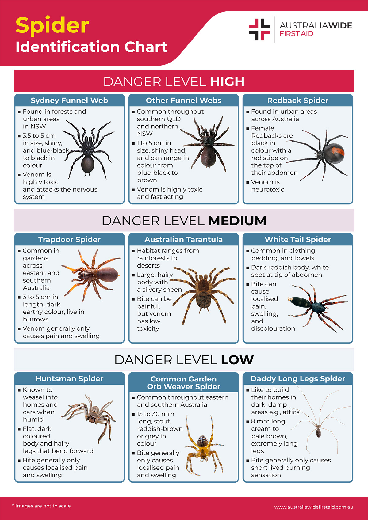 Spider Identification Chart