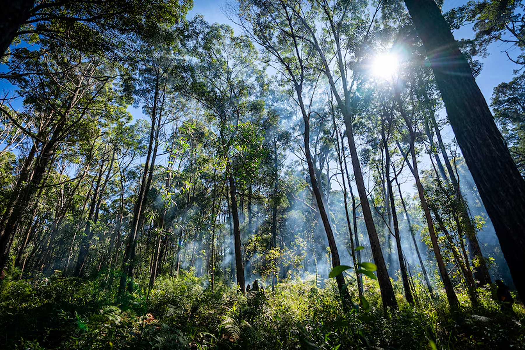 K'gari fire management program Fire gently burning through the trees on K'gari. (Landline: Cam Lang)