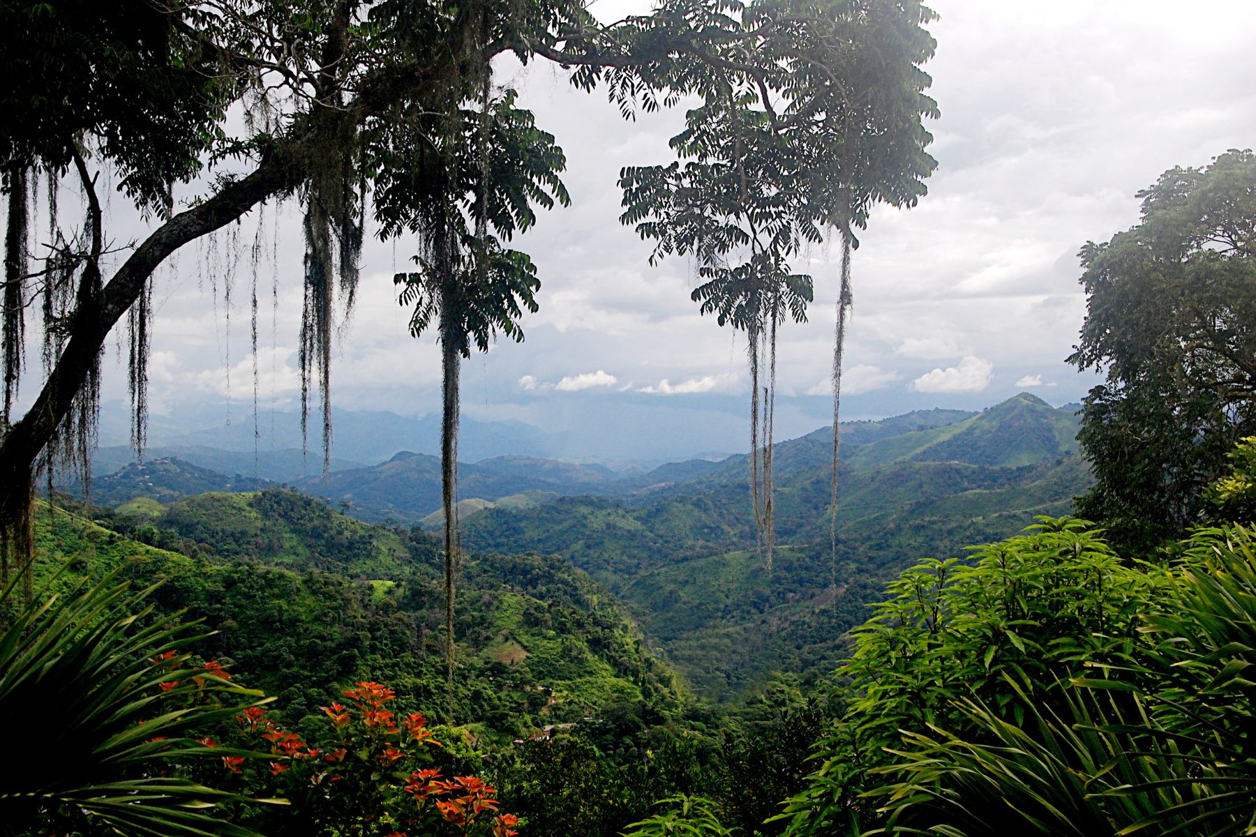 tropical rainforest