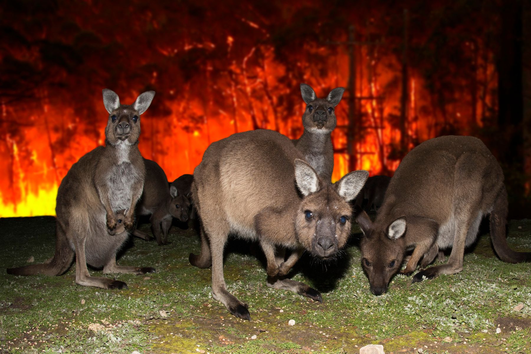 Bushfire warnings