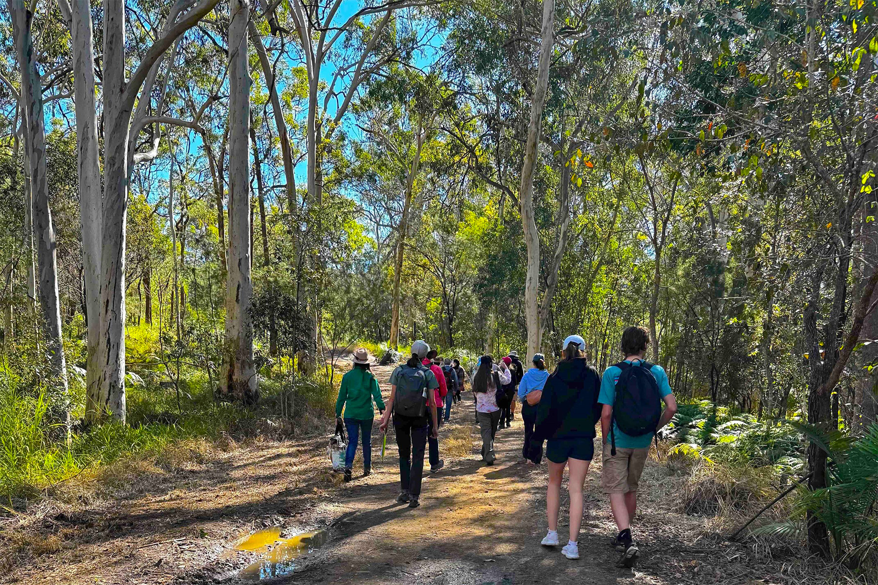 Nature & Forest Bathing, Mount Beerburrum