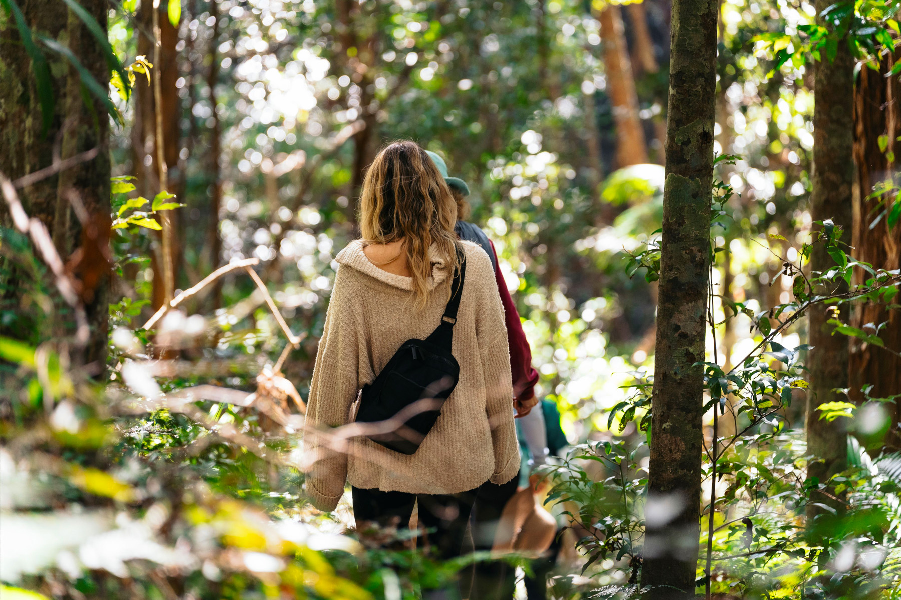 Nature & Forest Bathing, Kondalilla Falls and Picnic Creek