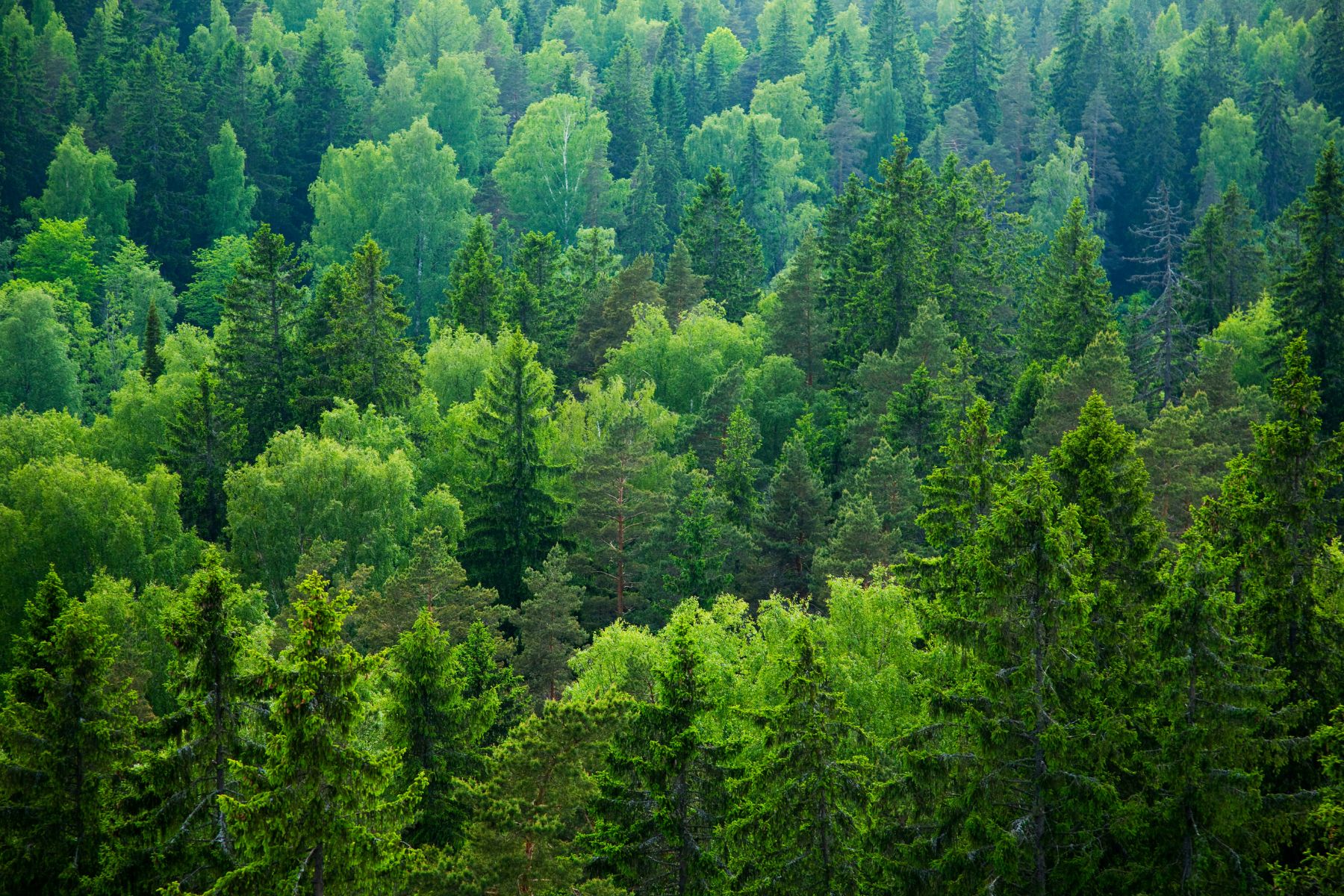 Queensland Future Timber Plan