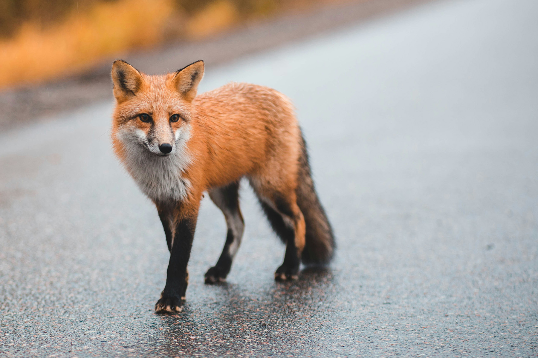 feral cats and foxes