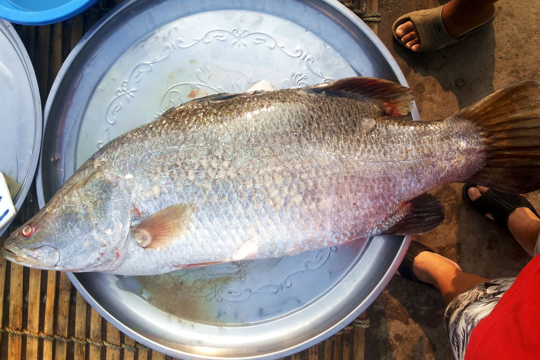 Barramundi Rockhampton