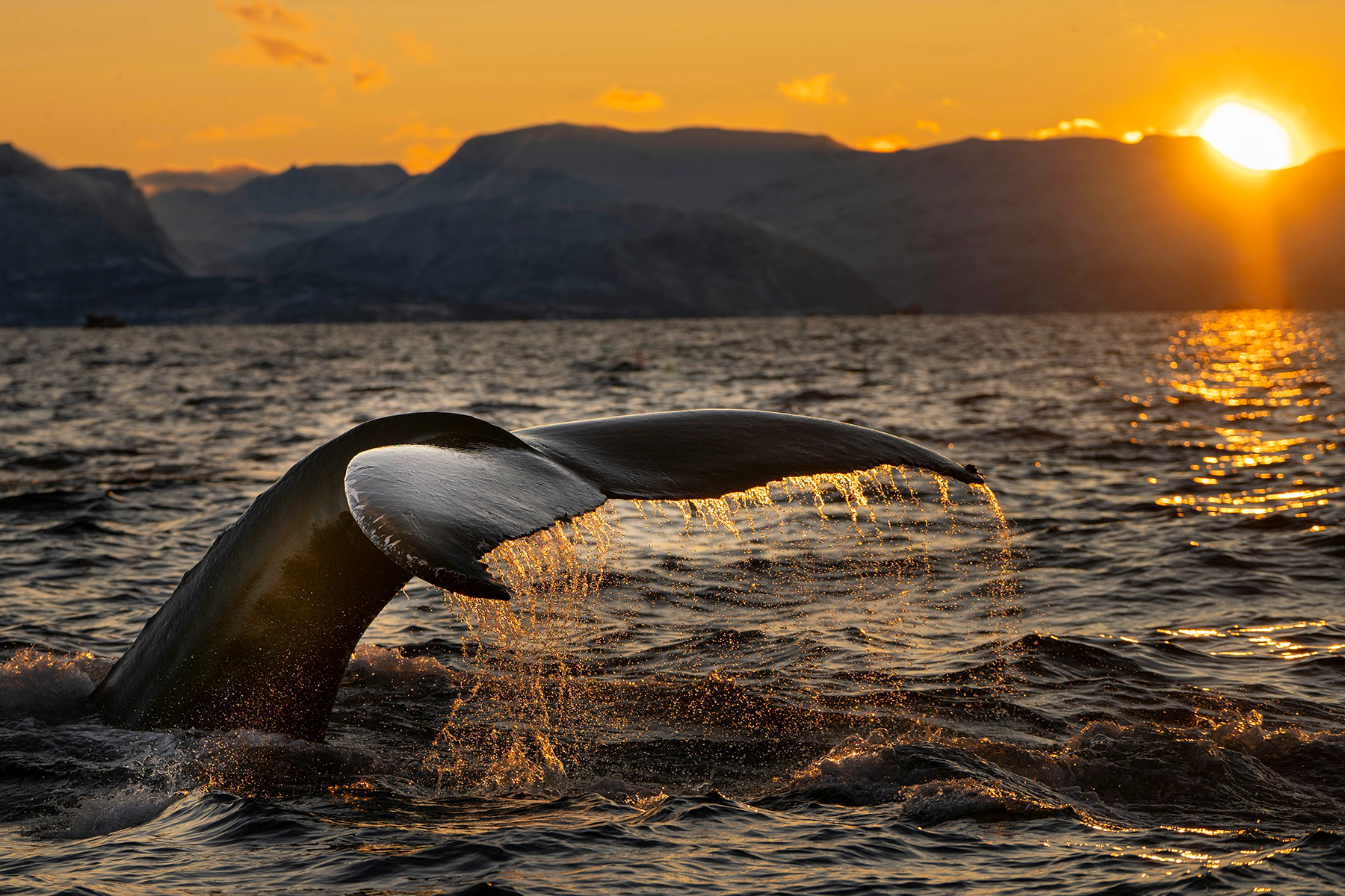 Longest Whale Journey