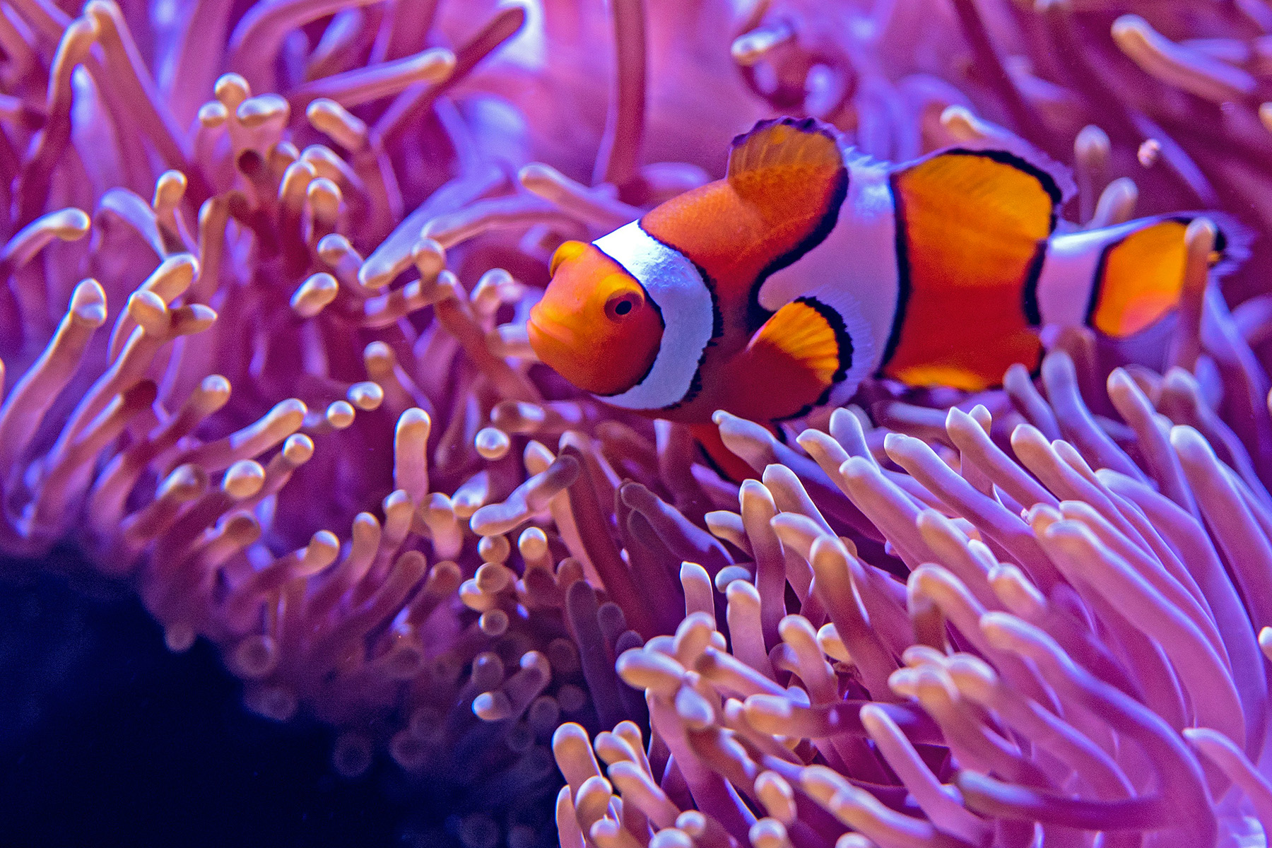 Missing Nemo Photo by David Clode on Unsplash