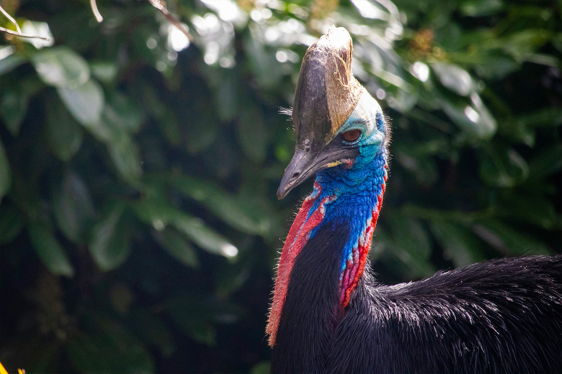 Potential Bird Flu Battle