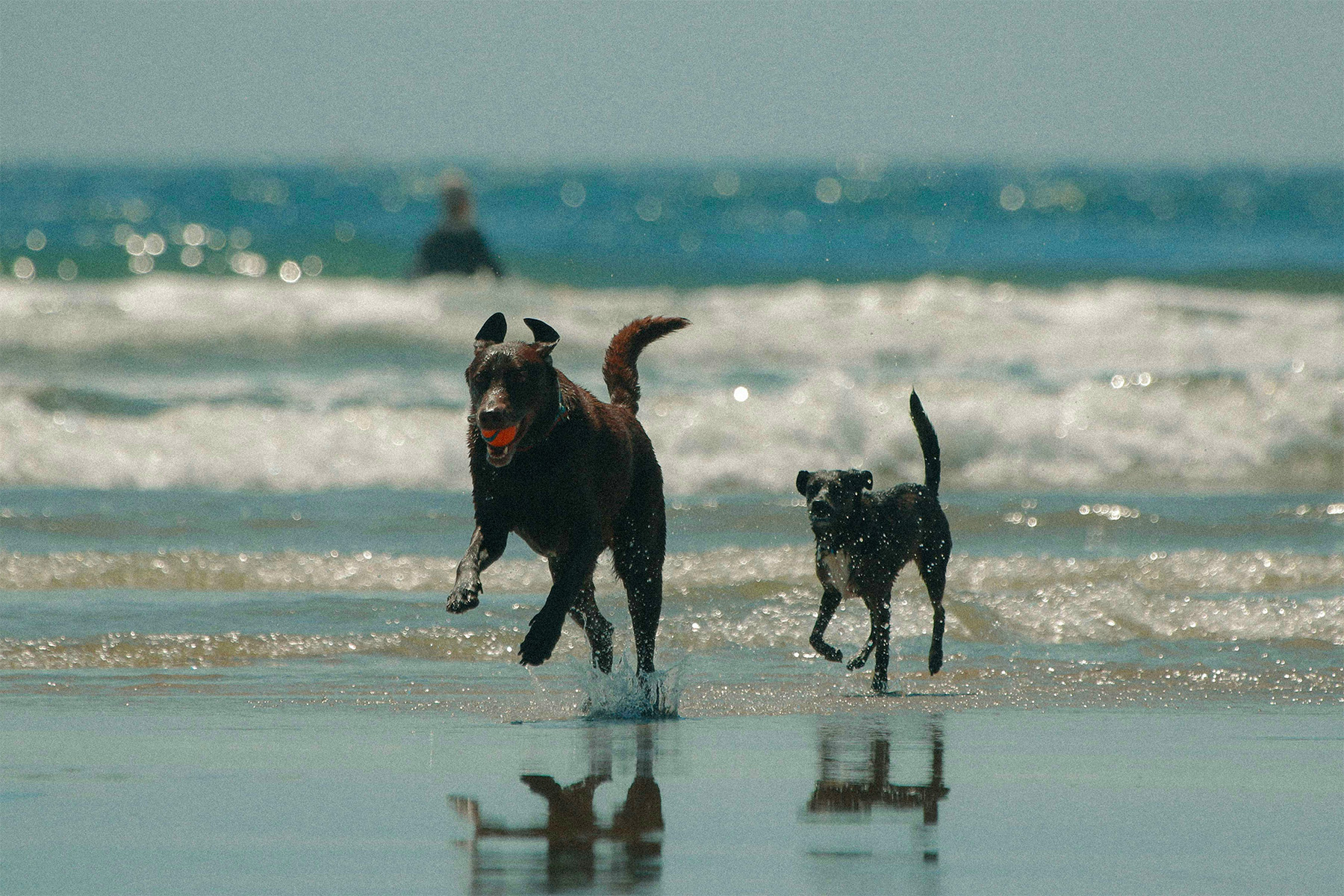 Dog Beach Concerns