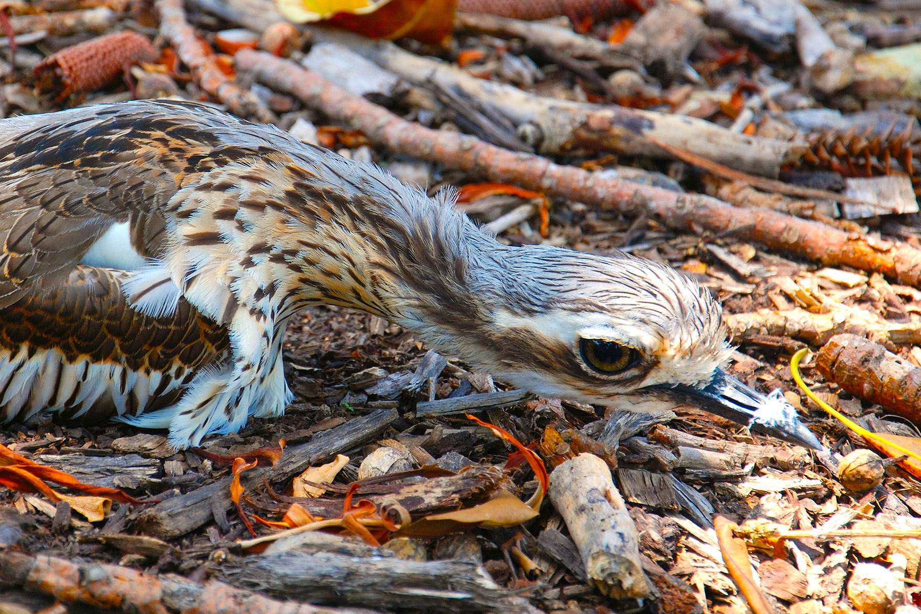 H5 Avian Influenza (bird flu)