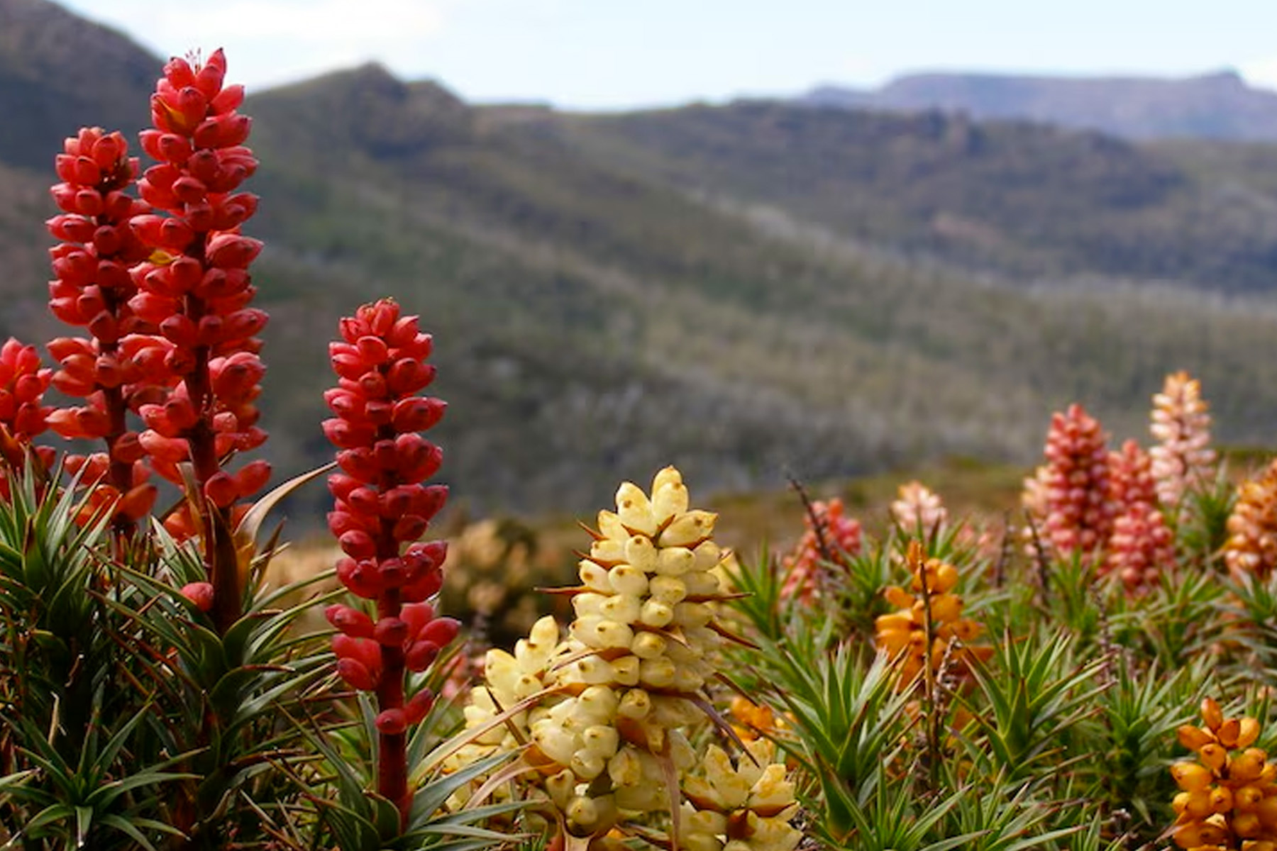 What is Australia's most amazing wildflower?